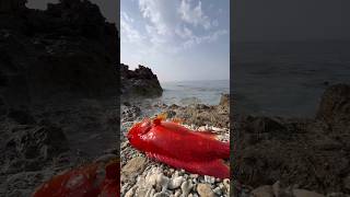 Catch amp Cook fishing nature fish pescaria sea [upl. by Schiffman]