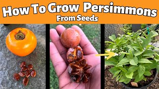 How to Grow Persimmons From Seeds Fuyu and American Persimmons [upl. by Jessee]