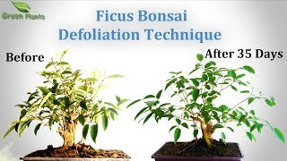 Ficus Bonsai Defoliation  Bonsai Trees for BeginnersGREEN PLANTS [upl. by Iruyas]