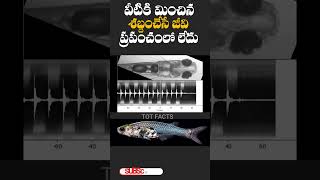 Small Fish that Makes a Loud Noise ll పెద్ద శబ్దం చేసే చిన్న జీవి ll Telugu Facts [upl. by Peoples]