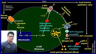 Insulin Secretagogues Sulfonylureas Meglitinides GLP1 R agonist DPP4 inhibitors SVKMIOP [upl. by Ellehsar]