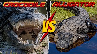 quotAlligator vs Crocodile  Differences Unveiled [upl. by Chris]