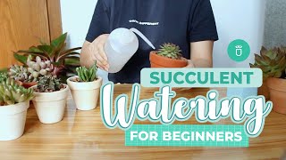 How and When to Water Succulents for Beginners  Succulent Tips for Beginners [upl. by Ellehsar]