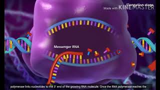 Transcription DNA to mRNA [upl. by Ruvolo376]