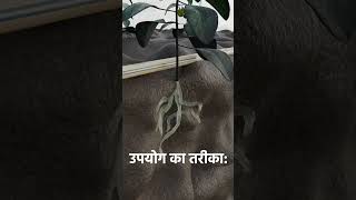 Root Knot Nematode Control  Nematodes Attack  निमेटोड कंट्रोल  How to control Root Knot Nematode [upl. by Seiber]