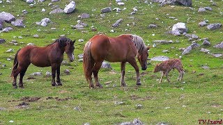 MAUVAIS DÉPART  Vêlage anormal amp SABOTAGE  Abnormal calving  Animaux destives  Tv Izard [upl. by Airetahs]