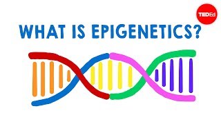 What is epigenetics  Carlos GuerreroBosagna [upl. by Aiset]