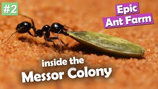 EPIC Ant Farm Messor Barbarus Episode 2 [upl. by Ahsieym]