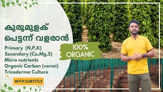 കുരുമുളകിന് ശാസ്ത്രീയ വളപ്രയോഗം  scientific base fertilisers for black pepper WhisperingVines [upl. by Oicneserc]