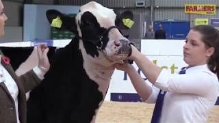 Holstein UK amp Farmers Weekly 10 steps to excellent calf handling in the ring [upl. by Tiffany]