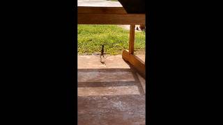 Lizards running in a funny way🤣🤣🤣🤣 funny lizards youtube shorts [upl. by Corina]