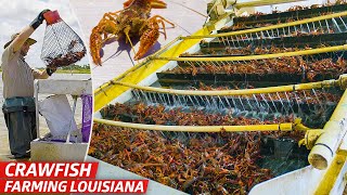 How Louisiana’s Biggest Crawfish Farm Sells Three Million Pounds of Crawfish Every Year — Dan Does [upl. by Urina]