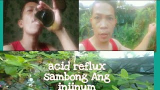 acid reflux sambong Ang iniinum [upl. by Tellford969]