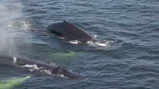 Whale watching in Tadoussac [upl. by Margette]