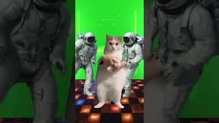 Karma is a cat Dancing cat meme [upl. by Ada]