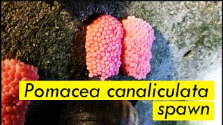 Pomacea canaliculata spawn  Cherry snails are laying pink eggs [upl. by Fachan]