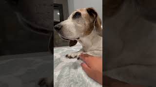 My dog DON’T hold handspaws TyLovesRoo puppy beagle dog cute [upl. by Aowda]