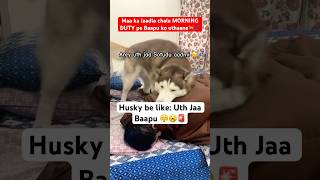 My husky’s morning routine Uth jaa Pawpa🤦‍♂️🤣🚨 funnyhusky dogdad doglovers [upl. by Marthe99]