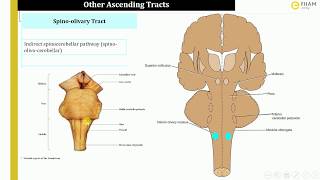 Ascending tracts Spino olivary tract spino tectal tract amp spino reticular tract 3\3 [upl. by Benedetta385]