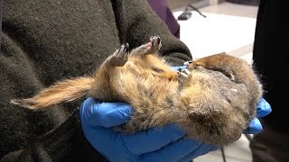 Hibernating Arctic Ground Squirrel [upl. by Erreit]