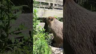 Capybara Meets Baby Capybara [upl. by Hester]