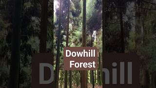 Dowhill Forest Kurseong dowhill kurseong haunted [upl. by Yelha]