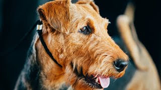 Train Your Airedale Terrier for Competitive Obedience [upl. by Messab]