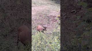 Danish Jounalist I was nearly stampeed of Elk in Estes Park Colorado meadow [upl. by Aeduj151]