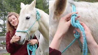 How to  put a head collar on a horse [upl. by Lynch725]