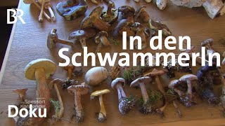 Pilze sammeln Paul Enghofer in den Schwammerln  Zwischen Spessart und Karwendel  Doku  BR [upl. by Laamaj]