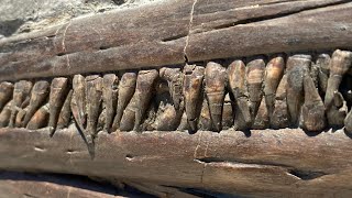 Fossil Ichthyosaur Jaw From Lyme Regis [upl. by Thamora]