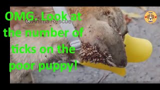 Ticks removal from dog is there another way to do this Part 4 [upl. by Yeldarb]