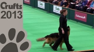 Obedience Dog Championships  Day 3  Crufts 2013 Jenny Gould amp Zakanja Bitter N Twisted [upl. by Mcnally512]