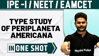 TYPE STUDY OF PERIPLANETA AMERICANA COCKROACH  One Shot  Zoology  Class 11  NEET  EAMCET [upl. by Shantee]