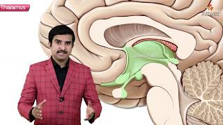 Gross anatomy of Thalamus  Part 1   Introduction and Relations  Animated Neuroanatomy [upl. by Combes379]