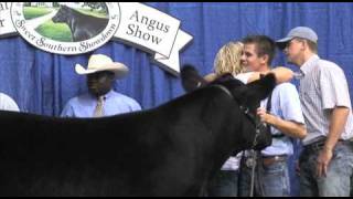 National Junior Angus Show  2009 Steer Show  Sure Champ [upl. by Aihseket459]