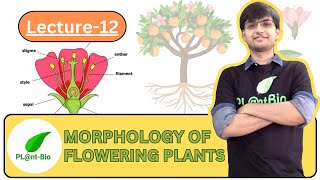 Morphology of Flowering Plants class 11 biology  LECTURE12  NEET BIOLOGY  NCERT line by line [upl. by Yeoj]