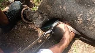 Bull Castration By Burdizzo castrator Castration By Close Method [upl. by Arbmat]