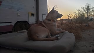 Slab City Finding a routine Goofing off with the dogs 2024 [upl. by Nunnery710]