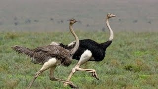 Ostrich Run [upl. by Slohcin]