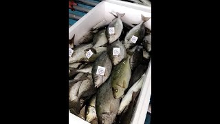 إستزراع أسماك الصافيالسيجان في البحرالأحمر Aquaculture of Siganus rivulatus in Tabuk Fish Company [upl. by Aloisia]