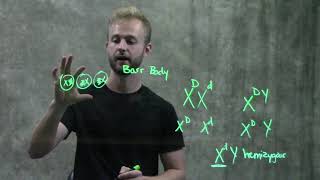 Chromosome Structure and Organization [upl. by Eden]