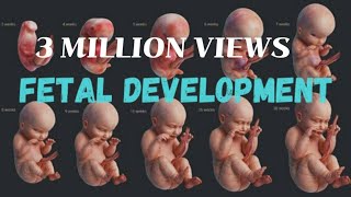 Fetal Development Month By Month  Development Of Baby in The Womb  Life Before Birth [upl. by Tnattirb606]