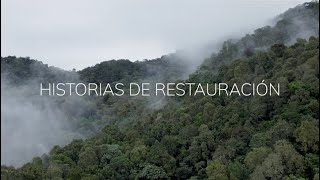 Proyecto de Restauración Ecológica en la Región Andina [upl. by Donough]