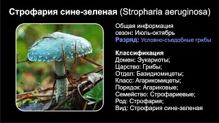 Строфария синезеленая Stropharia aeruginosa [upl. by Nhar]