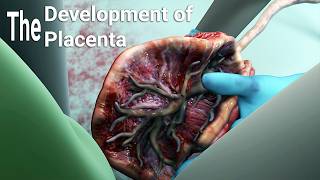 development of the placentalabor and delivery  birthembryologyplacental maternal side formation [upl. by Alyar]