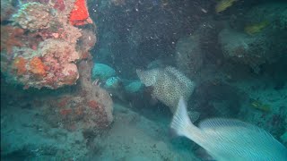 Whitsundays Turtle and Barramundi Cod Cateran Bay [upl. by Alodee]