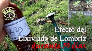 Lixiviado de vermicompost Humus liquido de lombriz [upl. by Moe]