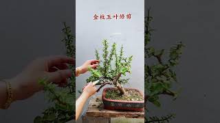 After pruning the golden branches and jade leaves it will become a bonsai in one month bonsaitree [upl. by Picker47]