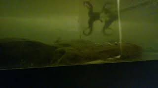 MY SALAMANDER SWIMMING 08142022 [upl. by Dlonyar]